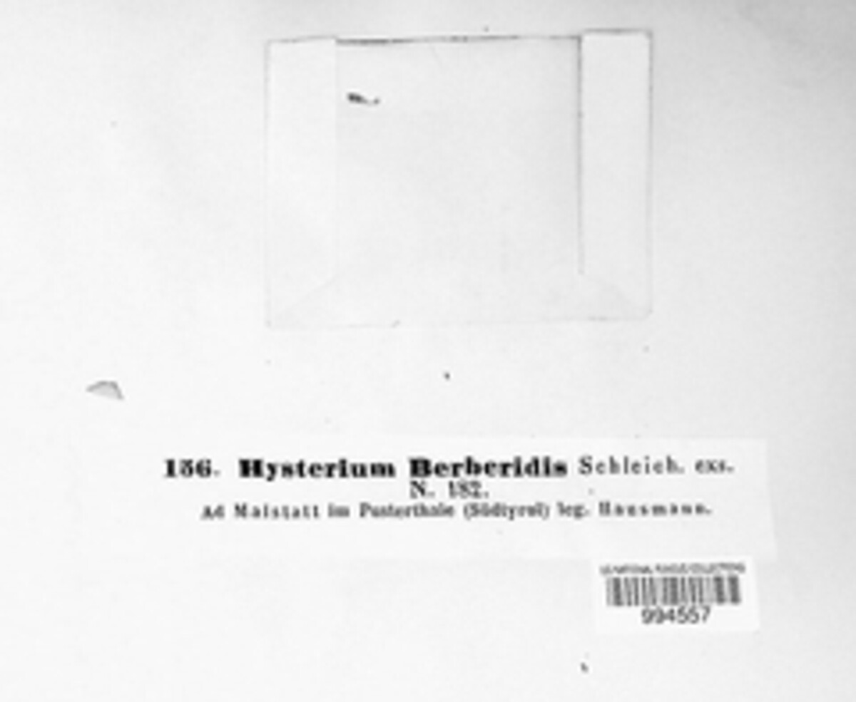 Hysterium berberidis image